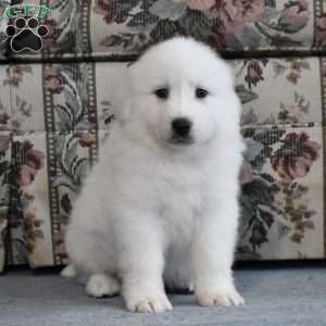 Shay, Great Pyrenees Puppy